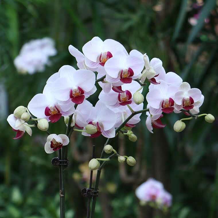 蝴蝶兰开花期间烂根,两棵蝴蝶兰的养殖方法