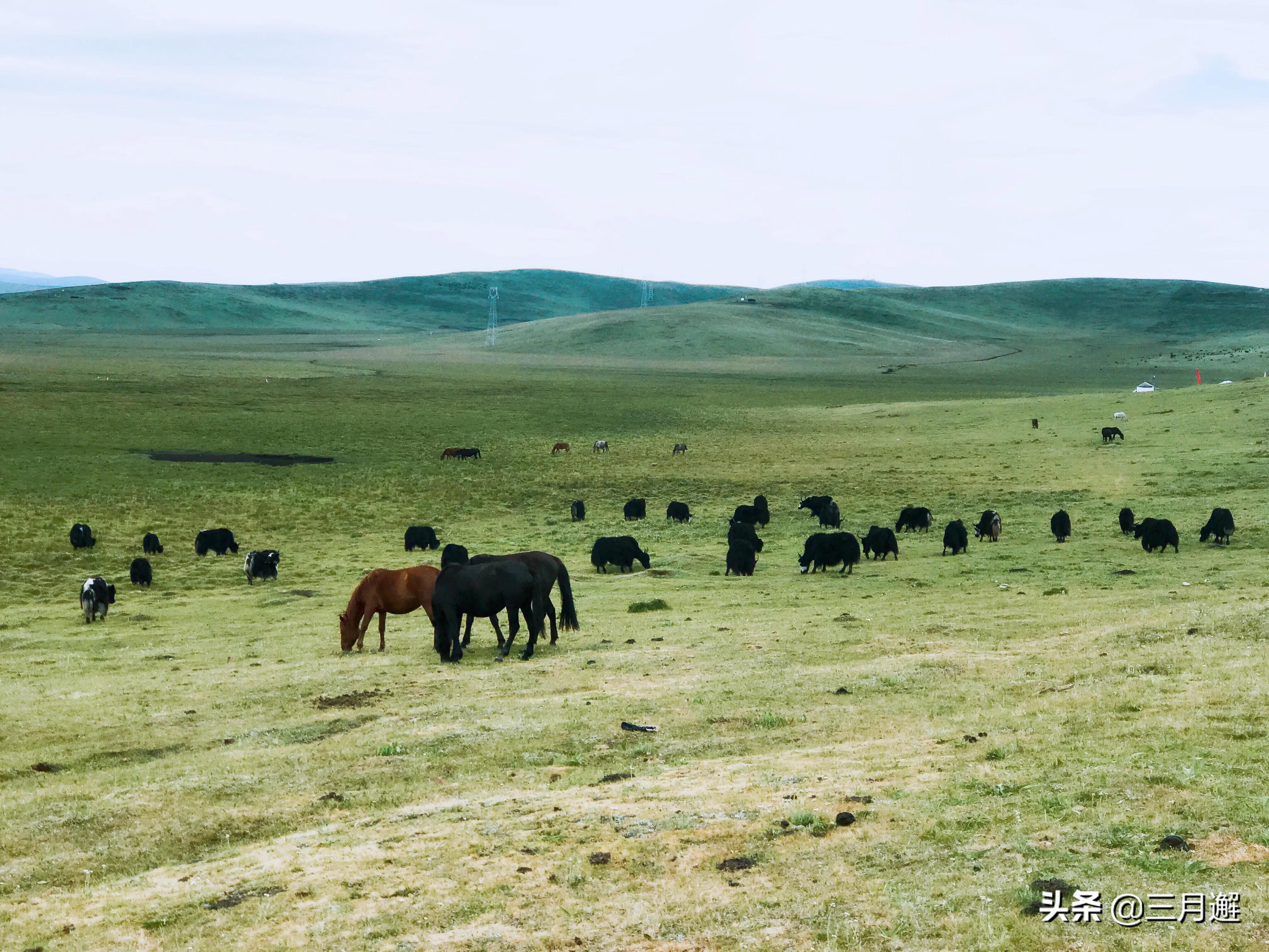 下雨天的若尔盖能去吗,阴雨天的若尔盖花湖