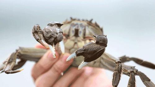 吃阳澄湖大闸蟹地方,吃阳澄湖大闸蟹的最佳地方在哪