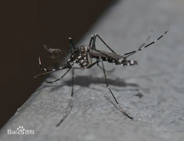 “秋蚊子”战斗力爆表,我们来一场扫“蚊”风暴!看“狠毒”的花