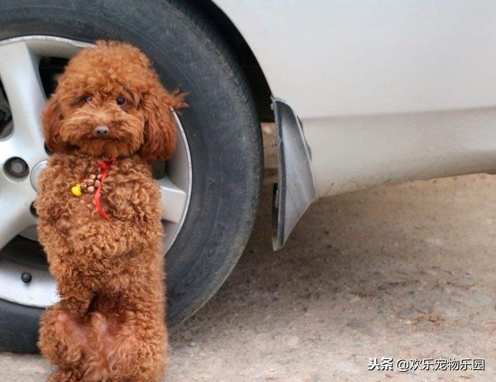 泰迪犬走路不直视主人怎么回事,怎样看待泰迪直立行走