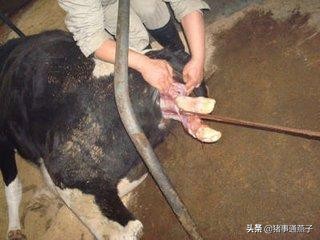 母猪产程过长有什么危害,母猪产程过长教你一招解决