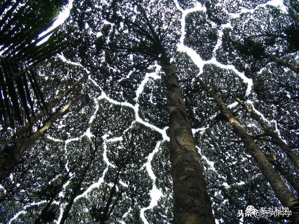 家里阳台的花,家里阳台上的绿植