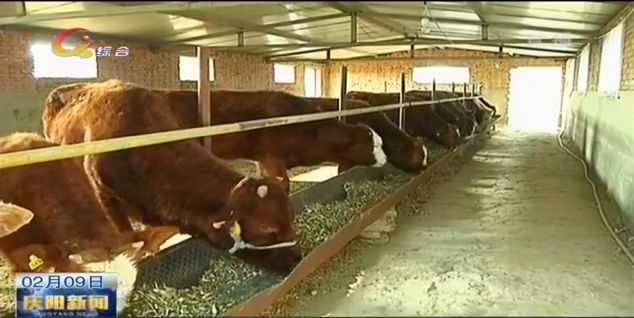 致富经养牛能手致富视频,致富经养牛一年赚10亿