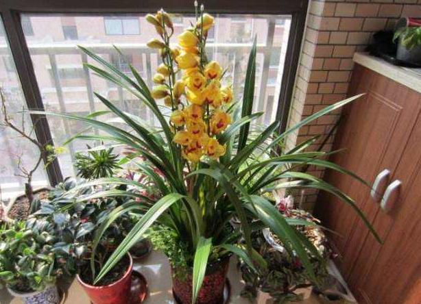 养花时三种药片的作用,养花必备3种常用药