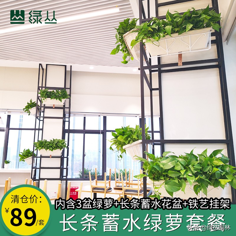 绿萝盆栽可以吸甲醛净化空气,绿萝可以消除甲醛吗怎么养