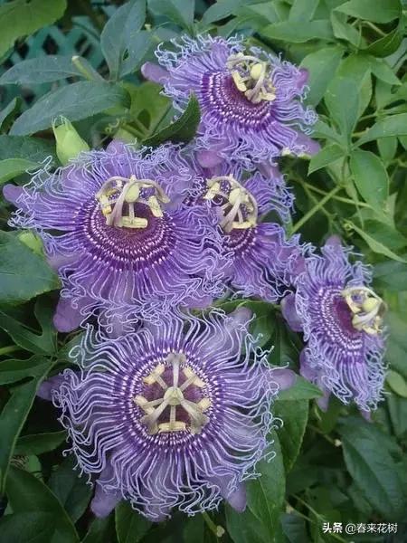 神奇的植物图片及介绍大全,十大最好的神奇植物