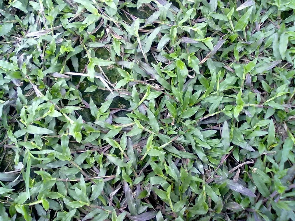 100种常见观叶植物图鉴史上最全,农村常见的100种植物