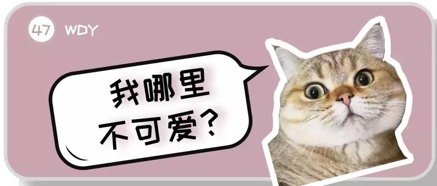 新手养猫养美短还是英短好,养猫手册如何养好一只英短蓝猫