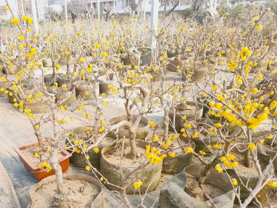 网购大型花卉怎样避坑,网购花卉怎么说才有助于存活