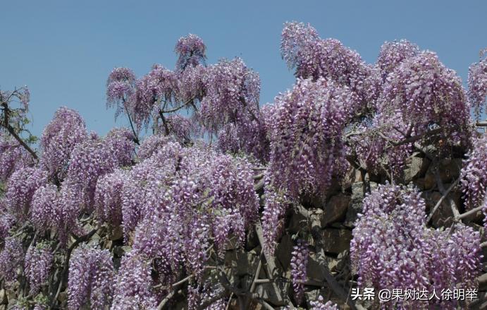 虫子王——以虫治虫的蚜虫生物防治技术体系，果农了解用处大