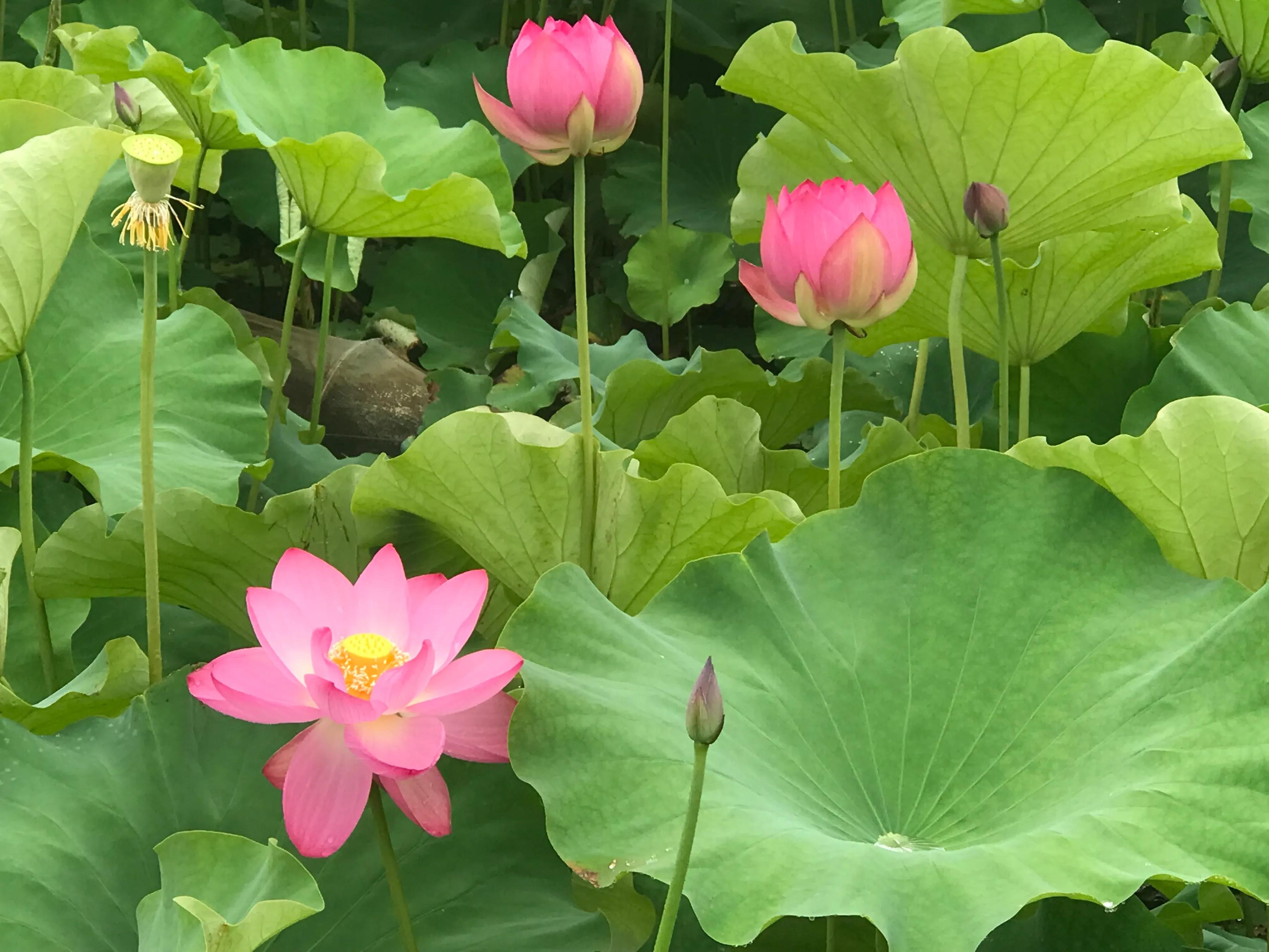 鍐呭湪涔嬪0涔︾睄,鍐呭湪涔嬪0