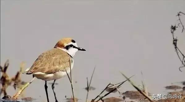 看图识鸟图片及答案,看图识鸟软件哪个好用