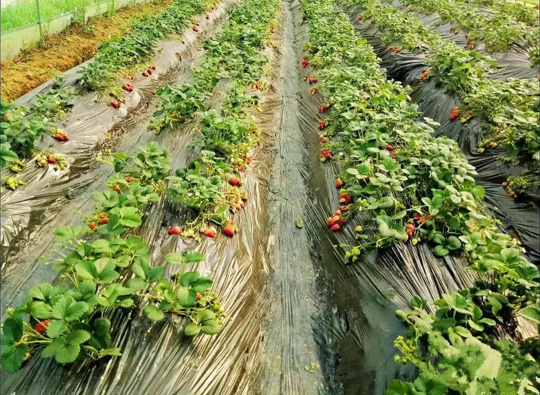 重庆大学城摘草莓的地方,重庆璧山摘草莓的地方推荐