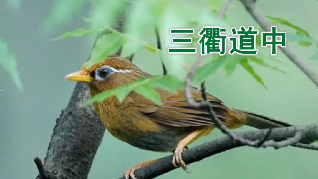 三年级下册语文第一单元测试卷,三年级下册语文教学视频人教版