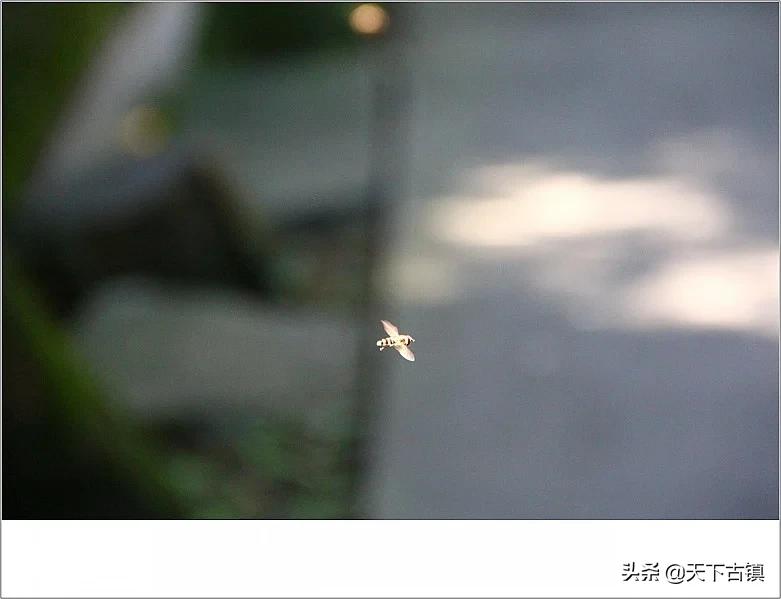 南岳衡山喊客视频,南岳衡山旅游视频