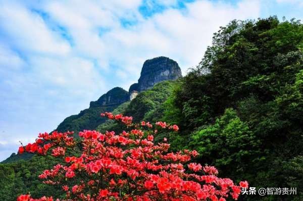 桐梓黔北花海游玩攻略,桐梓旅游黔北花海