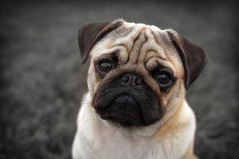 100种最难得一见的狗,10种最不常见的狗