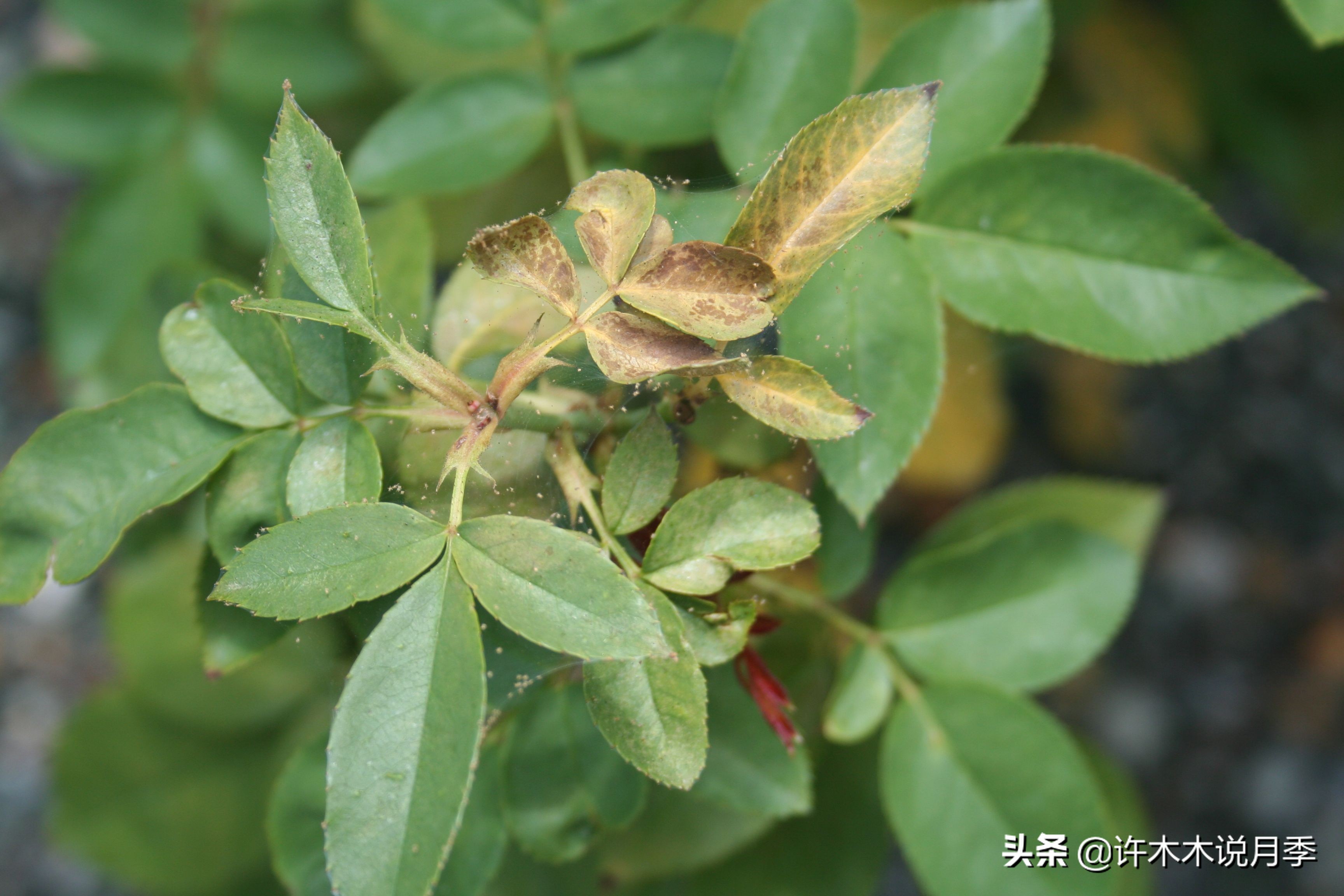 月季春季浇水注意事项图片,养月季注意1点没有黄叶枝繁叶茂