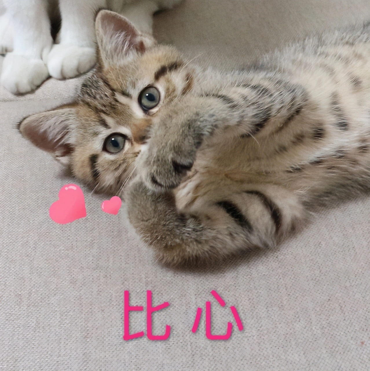 假期不出门的猫,假期不在家猫怎么办