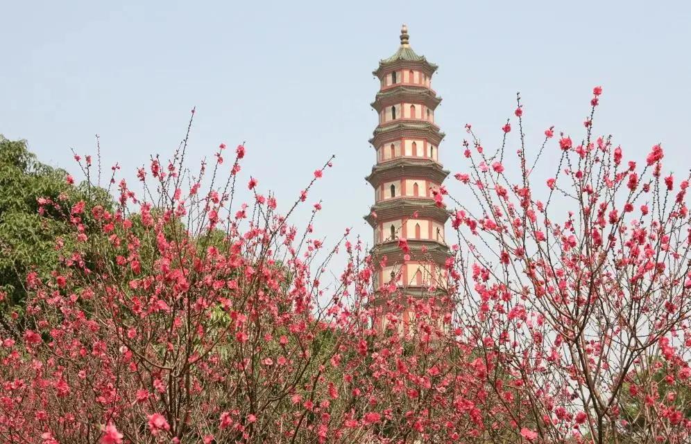 广州现在花开的季节,广州现在什么花开了