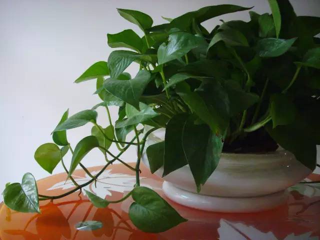 绿萝正确的浇水方法,绿萝浇水的正确方法和步骤