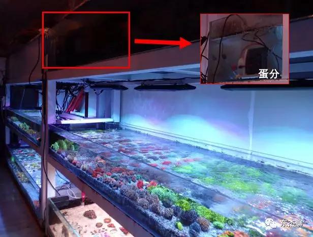 养珊瑚缸最佳过滤材料有几种,珊瑚海缸过滤