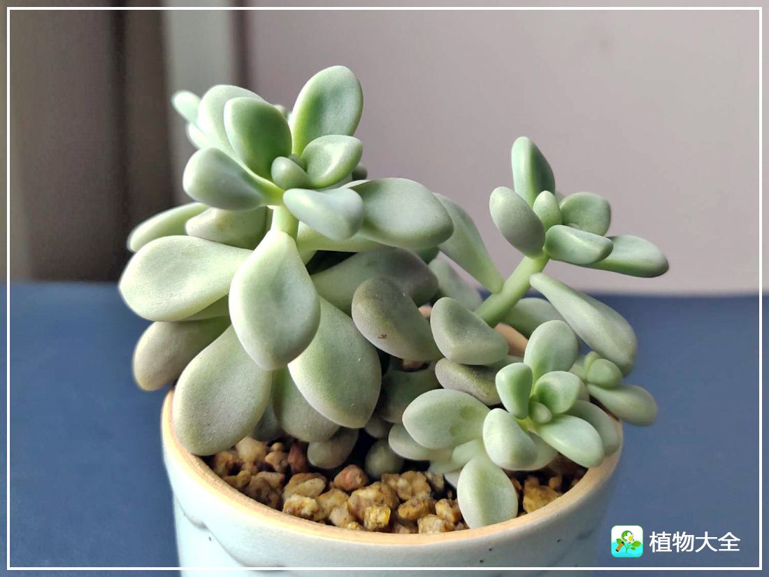 多肉植物艾伦视频,多肉植物艾伦价位