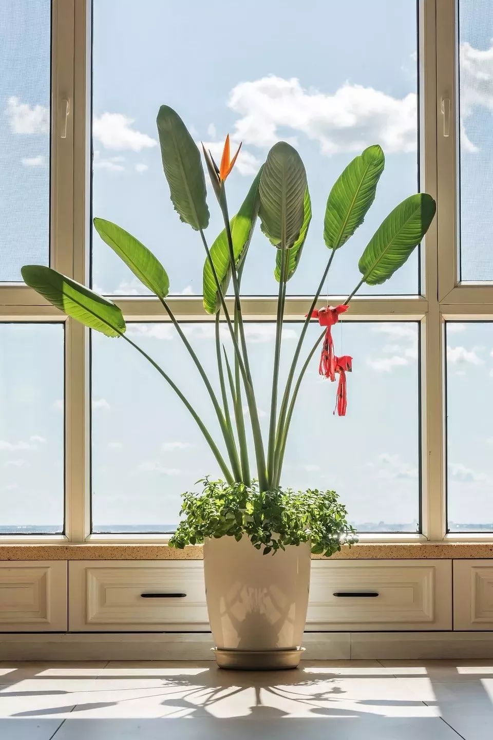 吉祥兰品种大全,六种吉祥兰花