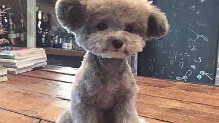 详细介绍下狗狗不听话怎么调教,怎么调教不听话的狗狗