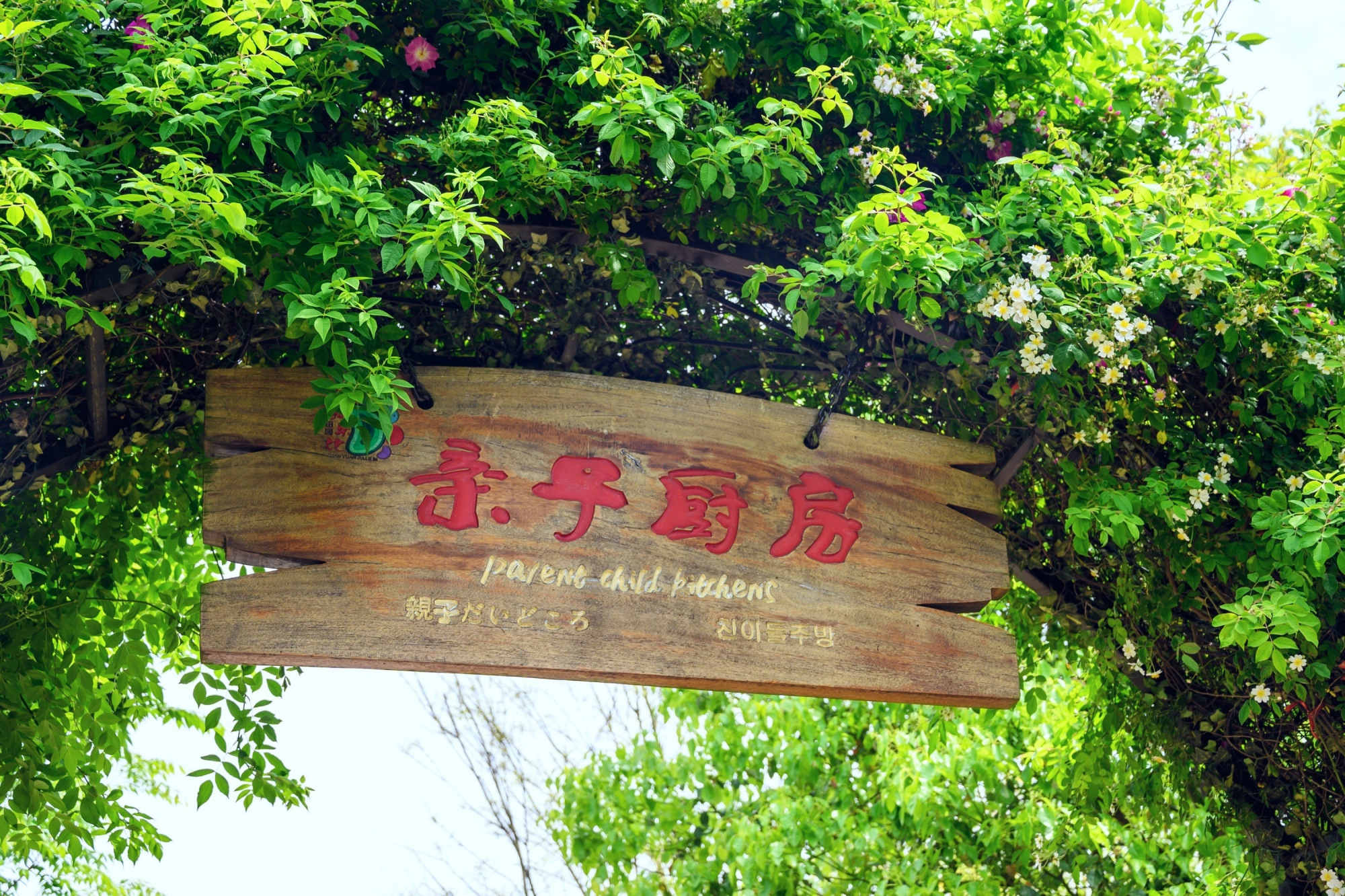 五一摘樱桃一日游,大山里摘樱桃一日游攻略