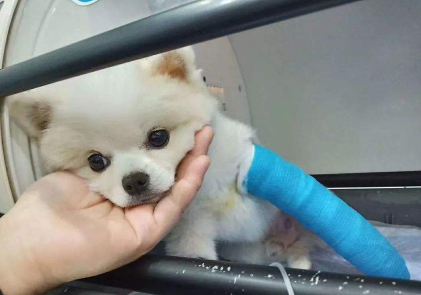 俊介犬和博美犬哪个好,俊介博美犬图片