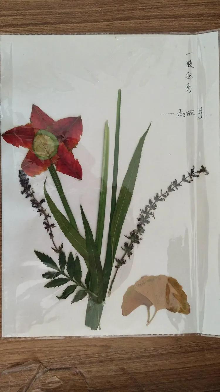 育才中学美丽校园,阜新市育才中学照片