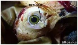 防治鸡痘最有效的药,鸡痘病的最佳治疗方法