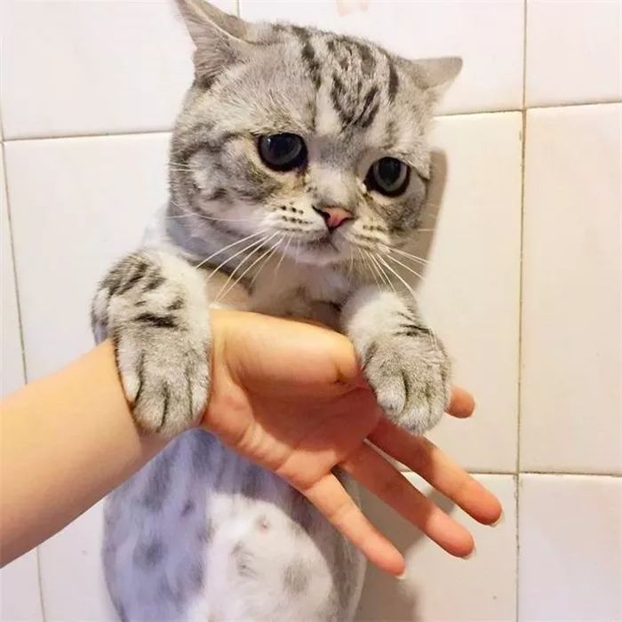 猫咪最讨厌的10个动作,猫咪最讨厌三种抱法图解