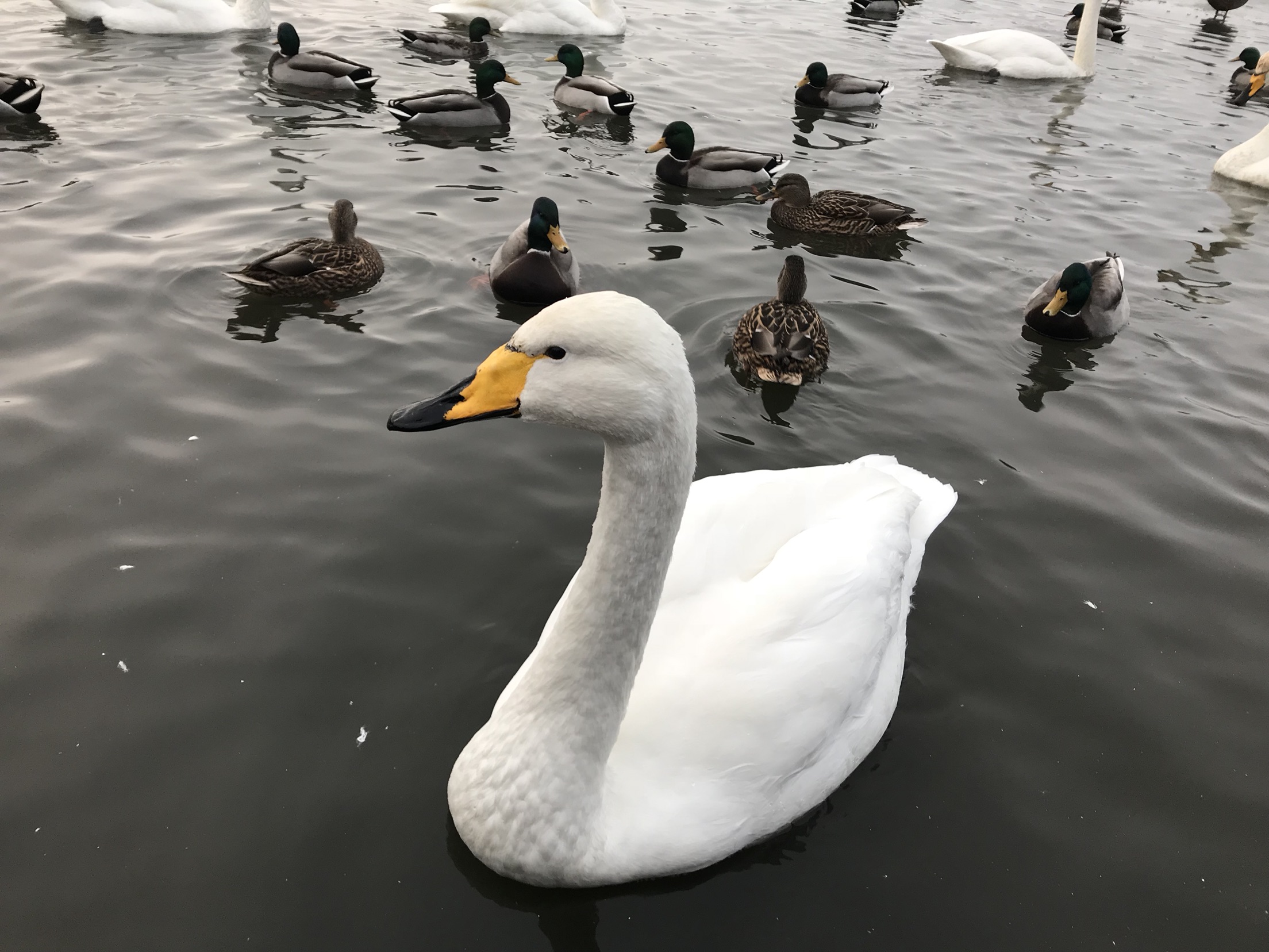 去冰岛旅游需要多少钱费用,去冰岛旅游需要注意什么