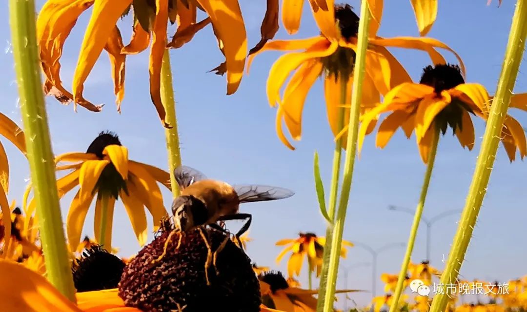 城晚拍拍丨飞鸟过帆影