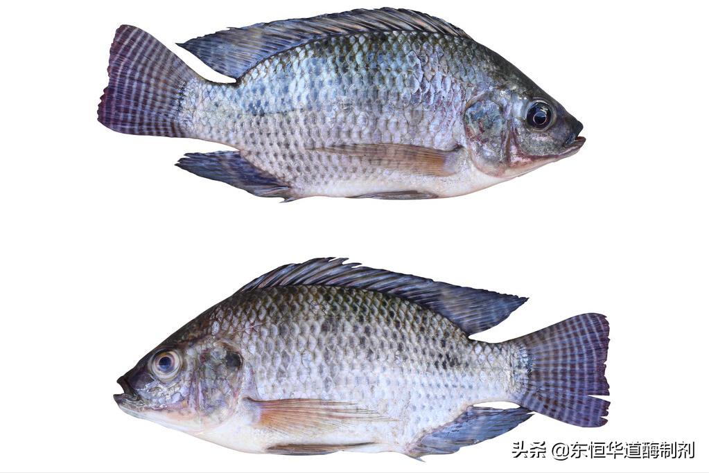 淡水罗非鱼胶原蛋白肽,胶原蛋白肽用罗非鱼