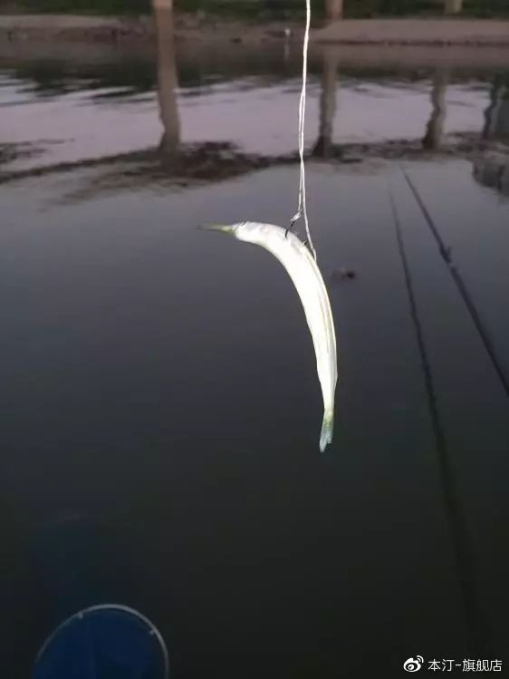 本汀金迦潘求败夜战罗非,本汀金迦潘求败评测