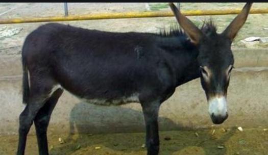 养驴的15个基本知识,新人养驴直播分享养驴知识