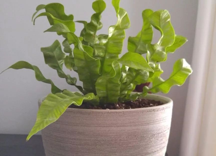 适合养室内净化空气的植物,室内养净化空气效果最好的植物