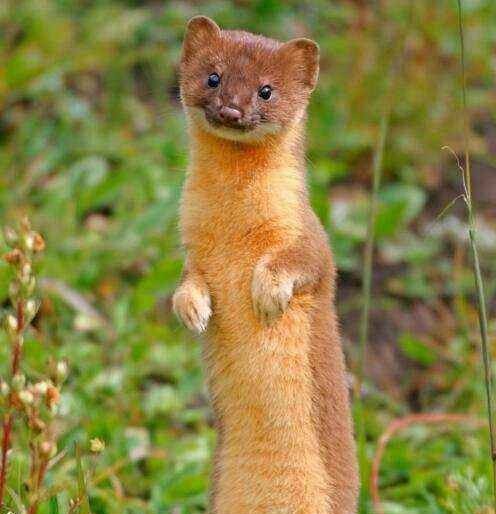 遇到白色黄鼠狼有啥说法吗,有关黄鼠狼的真实事件