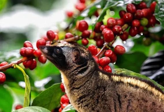 印尼猫屎咖啡怎么冲泡比较好喝,顶级印尼猫屎咖啡测评