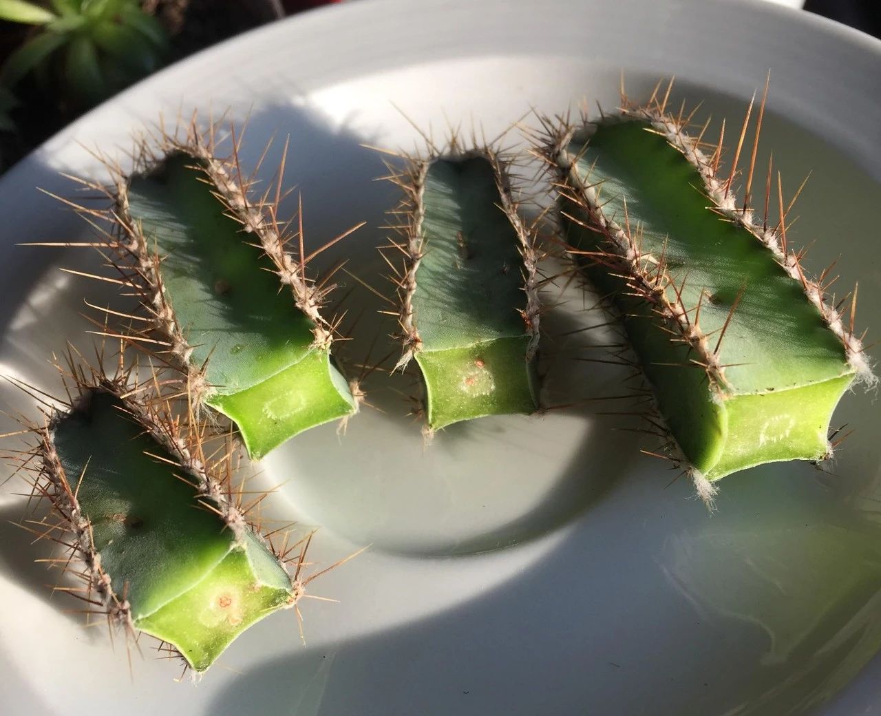 仙人掌的根烂了怎么补救视频,仙人掌类茎腐病的病原有哪些