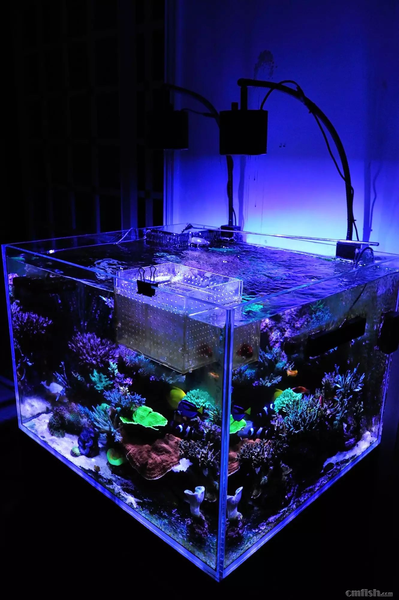 kelo海水灯,kelo灯测评