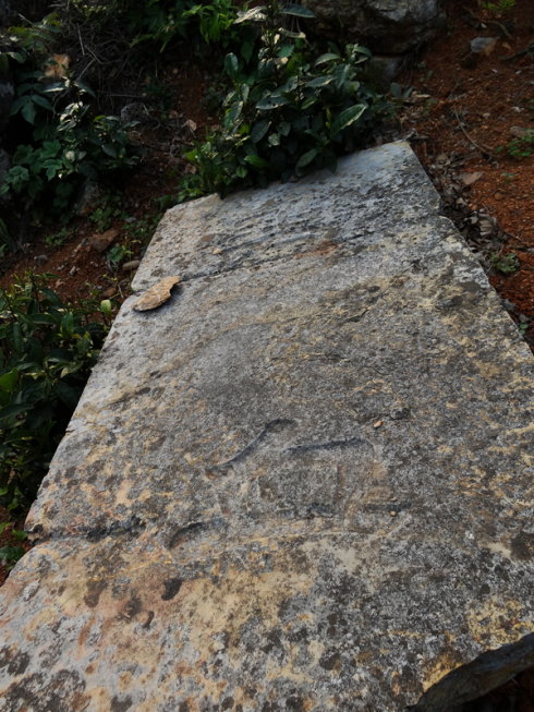 樱花死亡的故事,樱花死亡原因分析