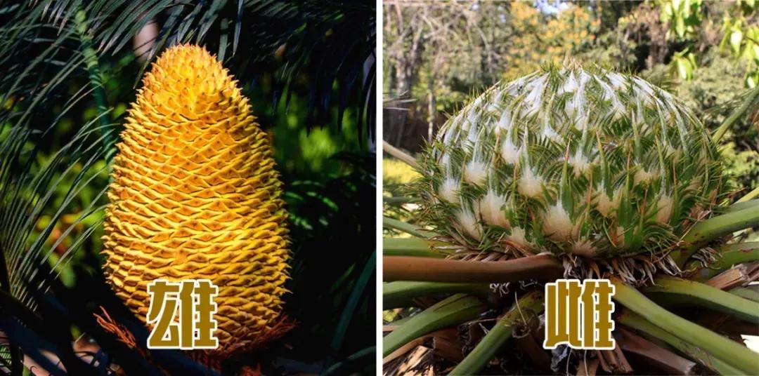 迎接COP15,保护生物多样性丨长江里有什么之“巴蜀之宝”苏铁