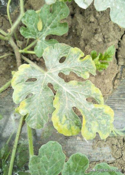 花卉绿植黄叶枯叶如何处理,花卉绿植黄叶原因是什么