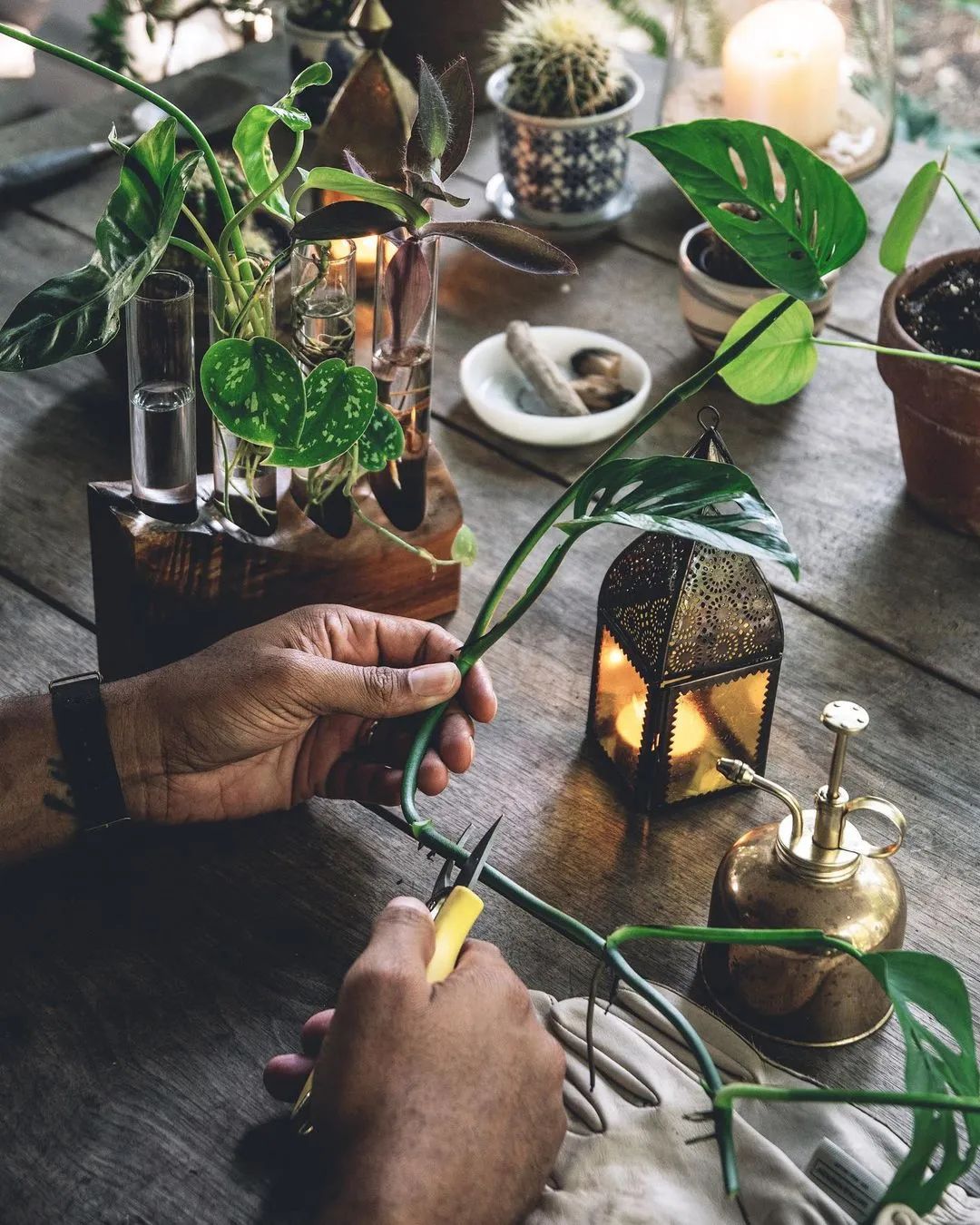 金盆洗手吧，植物杀手们