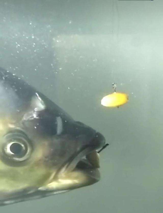 详谈雾化：用对了鱼不停口，用错了鱼都犯愁